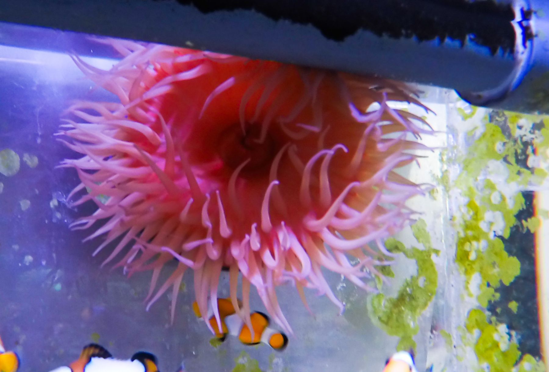 Preview: Actinia mediterranea Anemone Größe L
